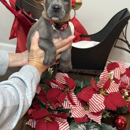 Vixen - Blue female Great Dane puppy in Batavia, Illinois from Dream Danes House of Cambridge Great Danes