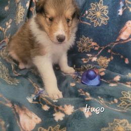 Hugo - Sable and white male Collie puppy in Mattoon, Illinois from Gold Leaf Collies