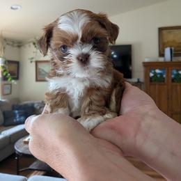 Tiny - Gold and white female Shih Tzu puppy in Elma, Washington from Jenny's Shih Tzus