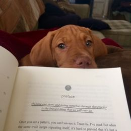 Vizsla Puppies from Mill Pond Farm Vizslas