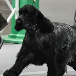 Maia - English Cocker Spaniel