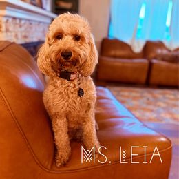 Leia - Goldendoodle