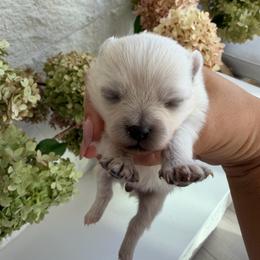 Girl 2 - Cream female Pomeranian puppy in Meridian, Idaho from Precious poms