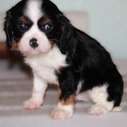 Marshall - Tri-color male Cavalier King Charles Spaniel puppy in Leonard, Texas from Rising Star Kennels
