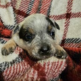 Liberty - Blue speckled female Australian Cattle Dog puppy in Sneedville, Tennessee from JoAnn's Australian Cattle Dogs
