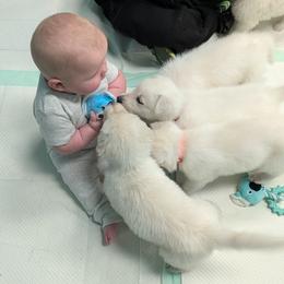 German Shepherd Puppies from Haven Farm