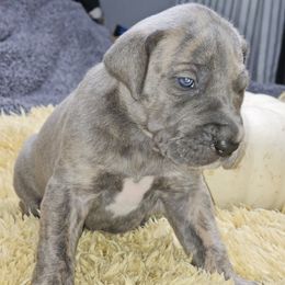 Ziti - Blue brindle male Great Dane puppy in Albany, Oregon from Red Cloud Australian Shepherds and DeGray Great Danes & Bulldogs