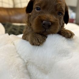 Goldendoodle and Maltipoo Puppies from Jessica's Maltipoo and Goldendoodle