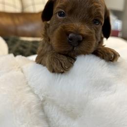 Goldendoodle and Maltipoo Puppies from Jessica's Maltipoo and Goldendoodle