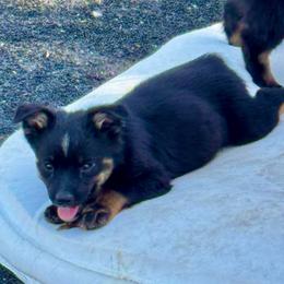 Tiny tri female - Black tri female Miniature Australian Shepherd puppy in Lemon Cove, California from Magic Ranch Mini Aussies