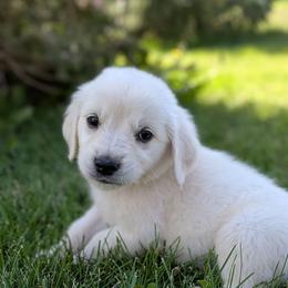 Pecan - Light golden male Golden Retriever puppy in Lakeside, Arizona from Tall Pines Goldens