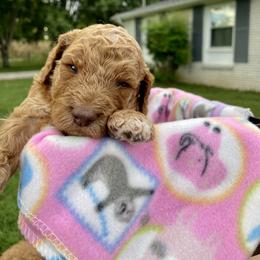 Labradoodle and Poodle Puppies from PawfectBud