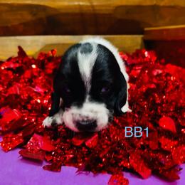 BB1 - Black and white male Basset Hound puppy in Britton, South Dakota from K&S Canines