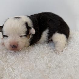 Indy - Black and tan female Pembroke Welsh Corgi puppy in Hillsville, Virginia from Bonderosa Kennels