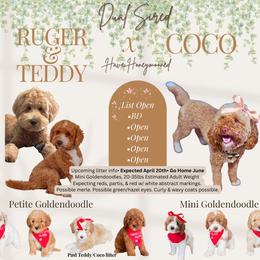Upcoming Litter female pick 3 - Red  female Goldendoodle puppy in Hopkins County, Texas from Boutique Doodles