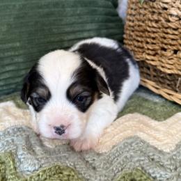 Franny- Fluffy - White and black female Pembroke Welsh Corgi puppy in Stillwater, Oklahoma from Steele Family Farms