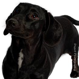Luna - Dachshund