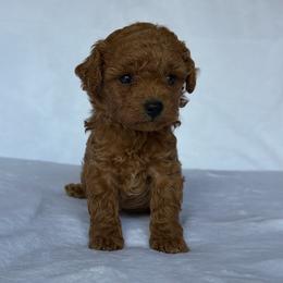 Amber - Red  female Poodle puppy in Elkhorn, Nebraska from Orel Toy & Miniature Poodles
