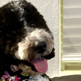 Ruthy - Bernedoodle