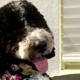 Ruthy - Bernedoodle