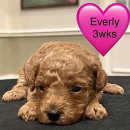 Everly - Red  female Poodle puppy in Mineral Wells, Texas from S.H.A.R.P.’s Toy Poodles