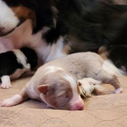 Jackson - Red merle male Australian Shepherd puppy in Athens, Tennessee from Mimi's Aussie