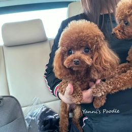 Dora - Poodle