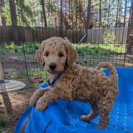 Goldendoodle Puppies from Pat's Poodle Pups & Moore