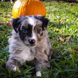 Australian Shepherd Puppies from Forte Australian Shepherds & Co.