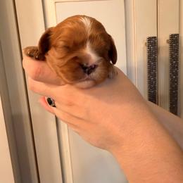Boy Puppy - Black and tan male Cavalier King Charles Spaniel puppy in Rockville, Maryland from Skais the Limit