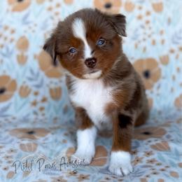 Daisy - Red merle female Toy Australian Shepherd puppy in Liberty Hill, Texas from Pistol Paws Aussies