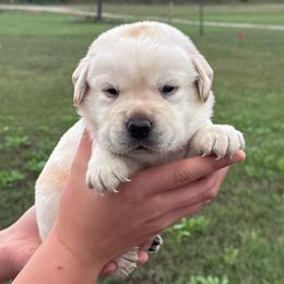 Pumpkin - Yellow male Labrador Retriever puppy in Garnett, Kansas from Timberland Creek Labradors