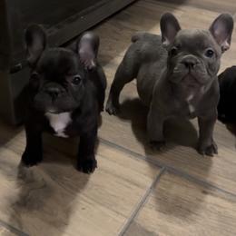 French Bulldog Puppies from A Quality French Bulldogs AZ