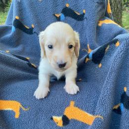 Chai - Cream female Dachshund puppy in Wolf Lake, Indiana from Canisteo Dachshunds