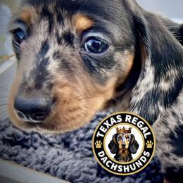 Dachshund Puppies from Texas Regal Dachshunds LLC
