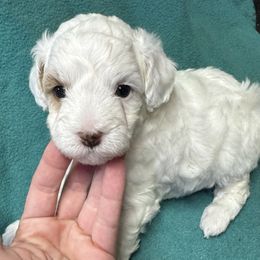 Pearl - White female Maltipoo puppy in Mabelvale, Arkansas from Durham's Designer Poos
