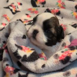 Kayden - Gold and white male Shih Tzu puppy in Pleasant Hill, Missouri from Misty Dajavue Shih-Tzu