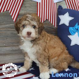 Lennon - Tri-color male Bernedoodle puppy in Heyworth, Illinois from Cobble Creek Puppies
