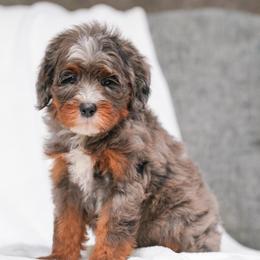 Dallas - Blue merle female Bernedoodle puppy in Dundee, Ohio from Down Home Doodle