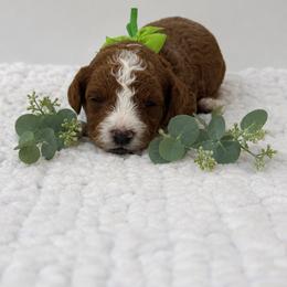 Green boy - Red  male Poodle puppy in Waskom, Texas from Pearls & Curls doodles & poodles