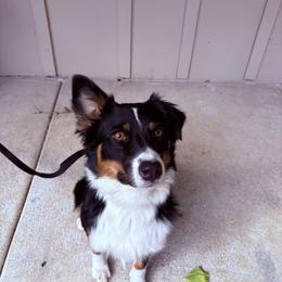 Australian Shepherds from Cowtown Aussies