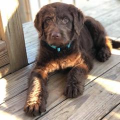 Saint Berdoodle, Poodle, Labradoodle, and Goldendoodle Puppies from Dent’s Doodles