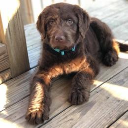 Saint Berdoodle, Poodle, Labradoodle, and Goldendoodle Puppies from Dent’s Doodles
