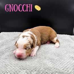 Gnocchi - Red merle female Australian Shepherd puppy in Fort Pierce, Florida from JS Aussies