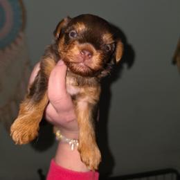 Reese - Chocolate and tan female Yorkshire Terrier puppy in West Enfield, Maine from GRIFFEY'S SPA AND KENNEL