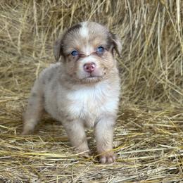 Dream girl - Red merle female Miniature Australian Shepherd puppy in Loretto, Tennessee from K Kountry Farm