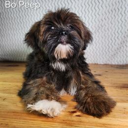 Bo Peep - Brown female Lhasa Apso puppy in Jefferson, New York from Absolute Lhasa Love