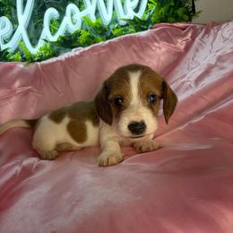 Harry - Piebald male Dachshund puppy in Lake City, Florida from My Ditzy Doxies of Florida