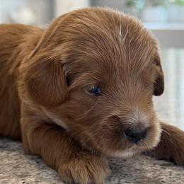 Checkers - Apricot male Goldendoodle puppy in Gilbert, Arizona from DogHouse Doodles