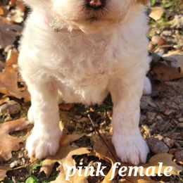 Aussiedoodles, Australian Shepherds, and Poodles from Foothill Aussies